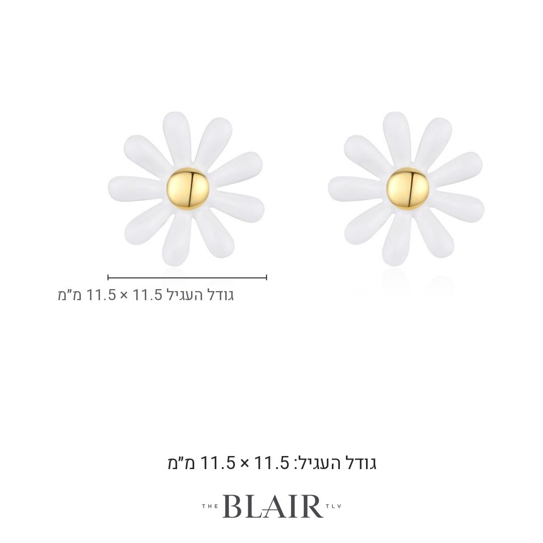 מידות עגילי פרח מלכה